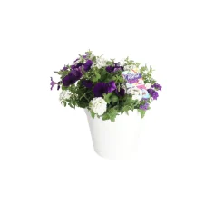Voorjaar|Ecocheques|ohgreen Festival kleuren in pot Aqua-Easy