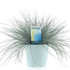 Vaste Planten|Ecocheques|ohgreen Festuca glauca of blauw zwenkgras p17 h25