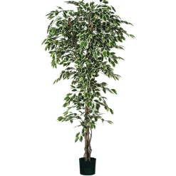 Sfeermakers|ohgreen Ficus bont in plastic pot - h210xd100cm