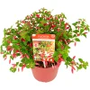 Vaste Planten|Ecocheques|ohgreen Fuchsia Chilli Red