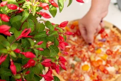 Vaste Planten|Ecocheques|ohgreen Fuchsia Chilli Red