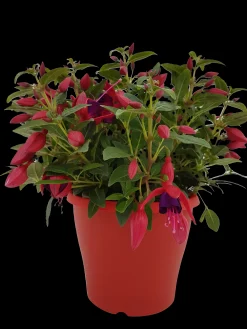 Voorjaar|Ecocheques|ohgreen Fuchsia staand p19 h20
