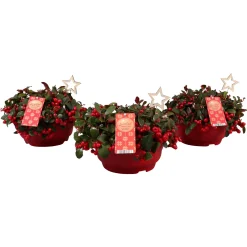Najaar|Ecocheques|ohgreen Gaultheria procumbens ( Bergthee )
