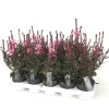 Voorjaar|Ecocheques|ohgreen Gaura of prachtkaars p12 h25