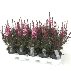 Voorjaar|Ecocheques|ohgreen Gaura of prachtkaars p12 h25