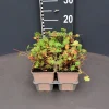 Vaste Planten|Ecocheques|ohgreen Geranium cant.biokovo 6pack vaste plant geranium