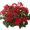 Voorjaar|Ecocheques|ohgreen Geranium hang p12