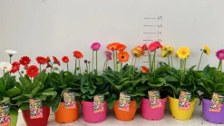 Voorjaar|Ecocheques|ohgreen Gerbera garvinea p19