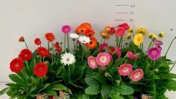 Voorjaar|Ecocheques|ohgreen Gerbera garvinea p19