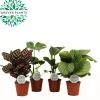 Ecocheques|Groene Planten|ohgreen Groene plant mix