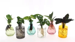 Mediterrane Planten|Ecocheques|ohgreen Groenmix in Glas