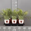 Ecocheques|Vaste Planten|ohgreen Hakonechloa macra