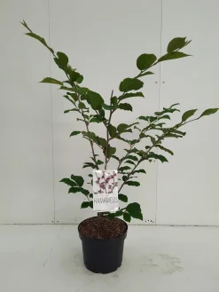 Struiken|Ecocheques|ohgreen Hamamelis intermedia Feuerzauber ( Toverhazelaar )