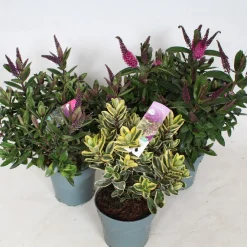 Ecocheques|Najaar|ohgreen Hebe addenda mix