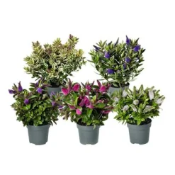 Najaar|Ecocheques|ohgreen Hebe addenda mix
