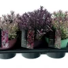Najaar|Ecocheques|ohgreen Hebe p17 h25
