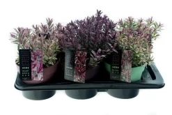 Najaar|Ecocheques|ohgreen Hebe p17 h25