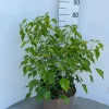 Struiken|Ecocheques|ohgreen Hedera helix Arborescens ( Struikklimop )