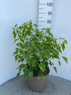 Struiken|Ecocheques|ohgreen Hedera helix Arborescens ( Struikklimop )