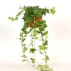 Groene Planten|Ecocheques|ohgreen Hedera helix groen p13 h20