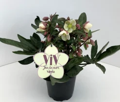 Najaar|Ecocheques|ohgreen Helleborus in varieteiten