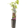 Fruitbomen|Ecocheques|ohgreen Herfst framboos p11