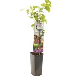 Fruitbomen|Ecocheques|ohgreen Herfst framboos p11