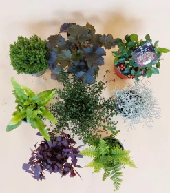 Najaar|Ecocheques|ohgreen Herfstmix