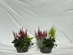 Najaar|Ecocheques|ohgreen Herfstschalen
