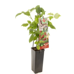 Fruitbomen|Ecocheques|ohgreen Herstframboos p11
