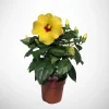Voorjaar|Ecocheques|ohgreen Hibiscus Rosa Sinensis