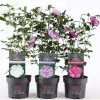Struiken|Ecocheques|ohgreen Hibiscus syriacus of tuinhibiscus p19 h60