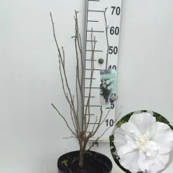 Bomen|Ecocheques|ohgreen Hibiscus syriacus of tuinhibiscus p27 h62