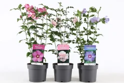 Struiken|Ecocheques|ohgreen Hibiscus syriacus of tuinhibiscus