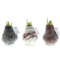 Voorjaar|Ecocheques|ohgreen Hippeastrum Waxz Art v Gogh