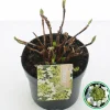 Struiken|Ecocheques|ohgreen Hortensia blue diamond p17