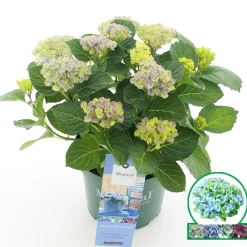 Struiken|Ecocheques|ohgreen Hortensia magical revolution blauw p23