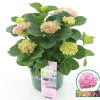 Struiken|Ecocheques|ohgreen Hortensia magical revolution roze p23