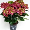 Bloeiende Planten|Ecocheques|ohgreen Hortensia rembrand rood p15 h40