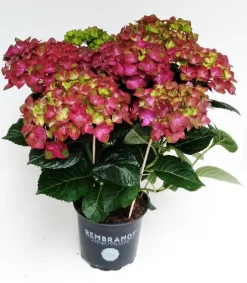 Bloeiende Planten|Ecocheques|ohgreen Hortensia rembrand rood p15 h40