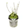 Struiken|Ecocheques|ohgreen Hortensia strong annabelle p19 h45 sterke takken, die rechtop blijven