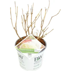 Struiken|Ecocheques|ohgreen Hortensia strong annabelle p19 h45 sterke takken, die rechtop blijven