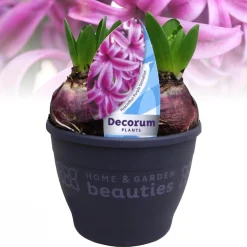 Voorjaar|Ecocheques|ohgreen Hyacinthus orientalis purple
