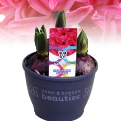 Voorjaar|Ecocheques|ohgreen Hyacinthus orientalis red