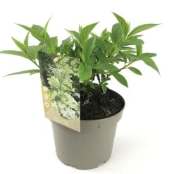 Struiken|Ecocheques|ohgreen Hydrangea confetti