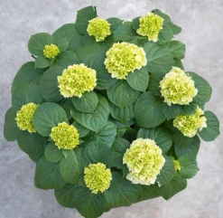 Struiken|Ecocheques|ohgreen Hydrangea macrohylla ( Hortensia )