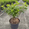 Struiken|Ecocheques|ohgreen Hydrangea paniculata 'Bobo'