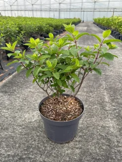 Struiken|Ecocheques|ohgreen Hydrangea paniculata 'Bobo'