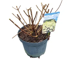 Struiken|Ecocheques|ohgreen Hydrangea paniculata 'Bobo'