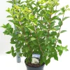 Struiken|Ecocheques|ohgreen Hydrangea paniculata 'Limelight'